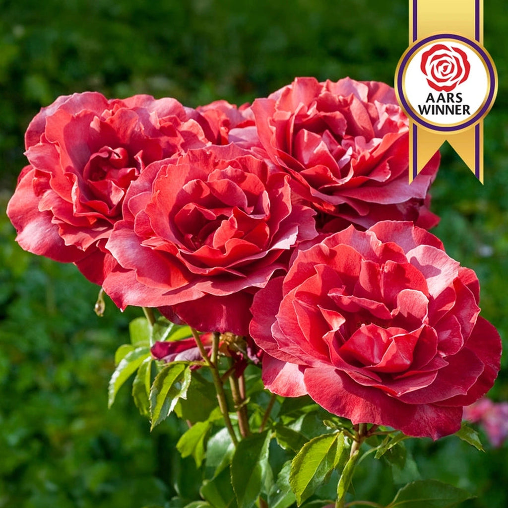 ROSSOROSA  75740.webp?v=1776121928&width=1024