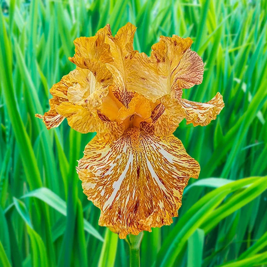 tiger lily iris Tiger Honey Bearded Iris