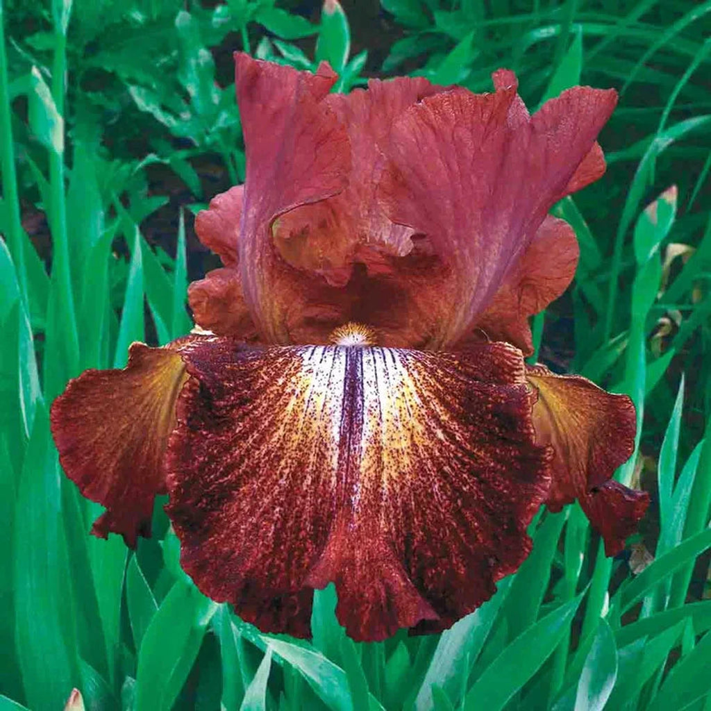 Rady エレガンスフラワー 100×135cm Paprika Fono's Reblooming Bearded Iris | Breck's