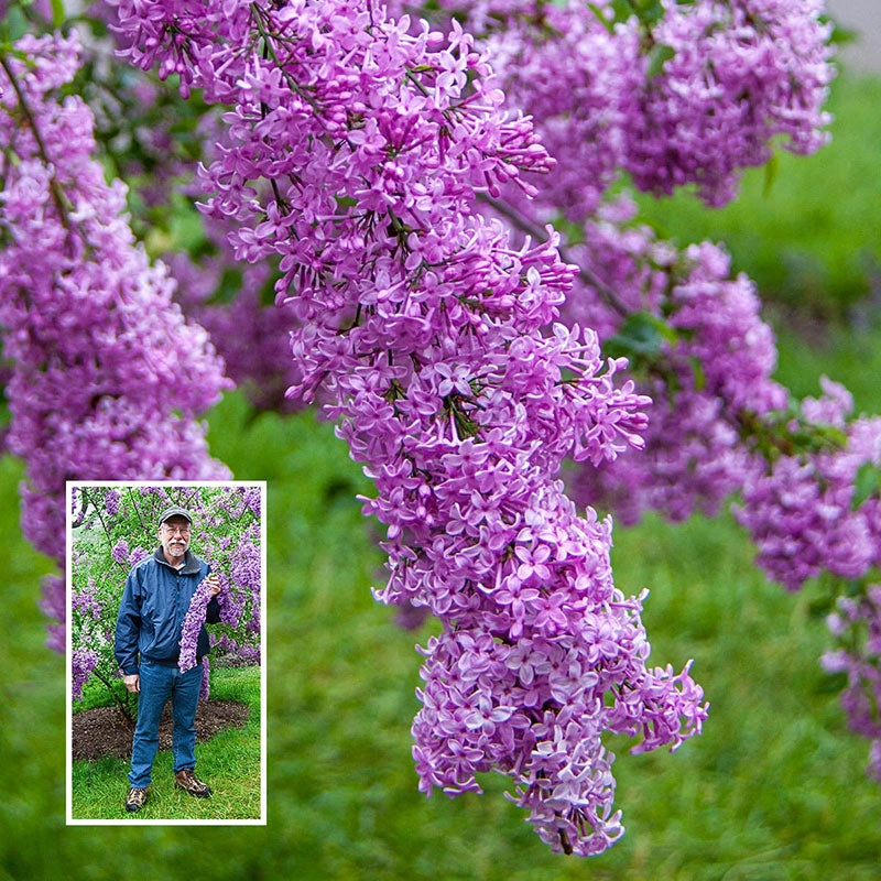 Lilac Sunday Lilac Shop Hedges and Shrubs Online Breck's Brecks
