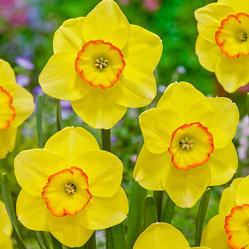 Buy Pacific Rim Daffodil Breck's Brecks