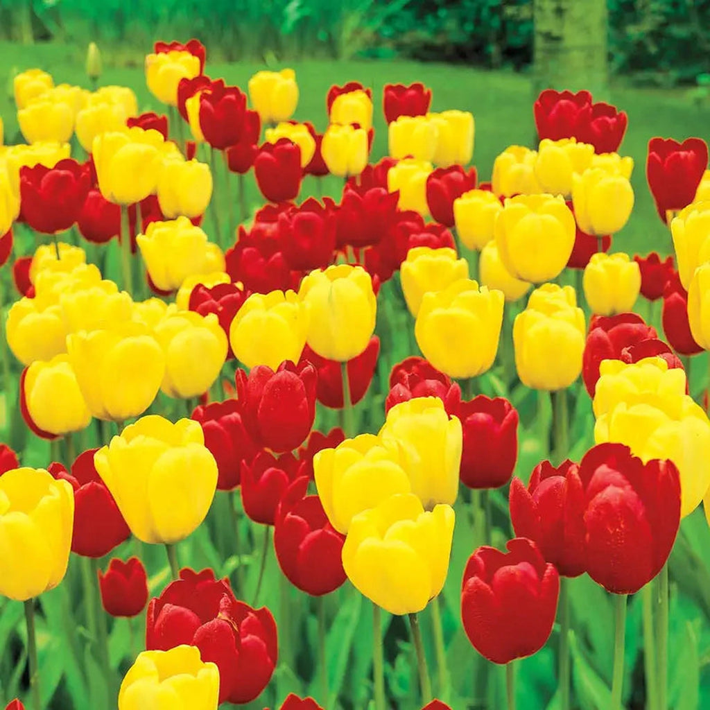 Buy Long-Stemmed Perennial Tulip Duet Super Sak | Breck's