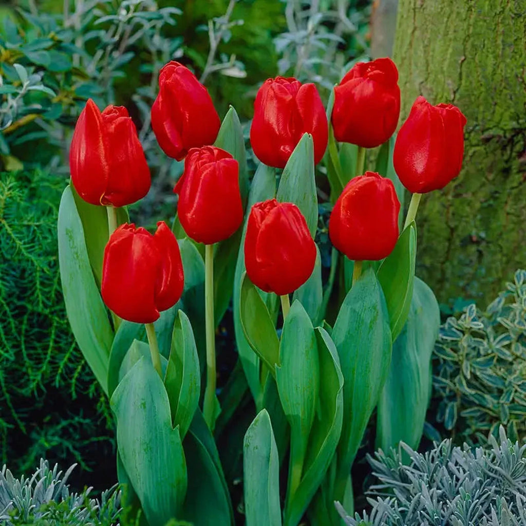 Buy Escape Tulip Super Sak | Breck's