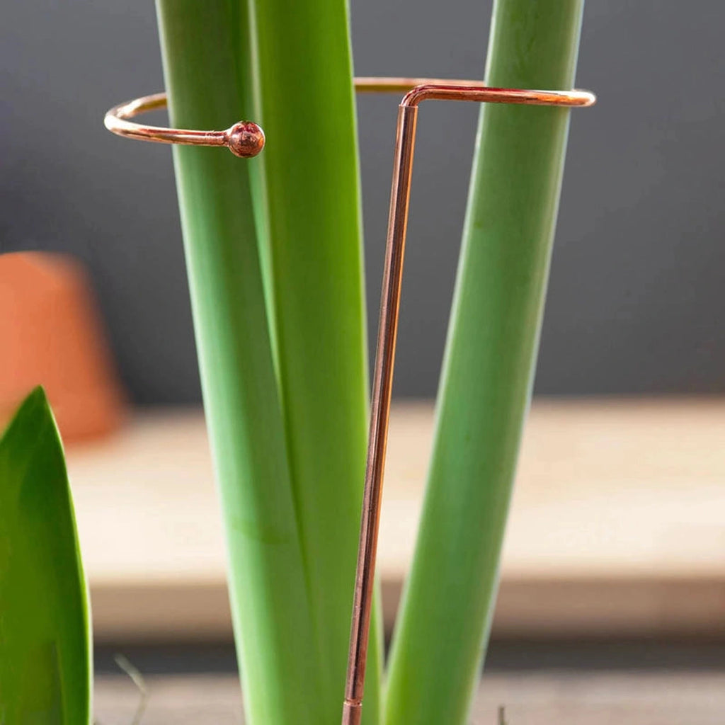 Stackable Amaryllis Stakes - 3 Per Package