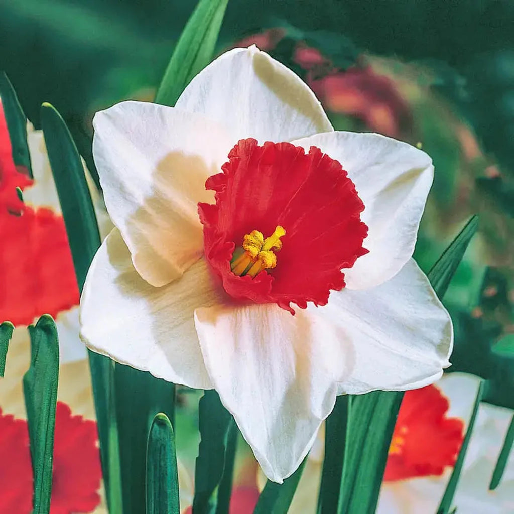 daffodil flower seeds Decoy Daffodil