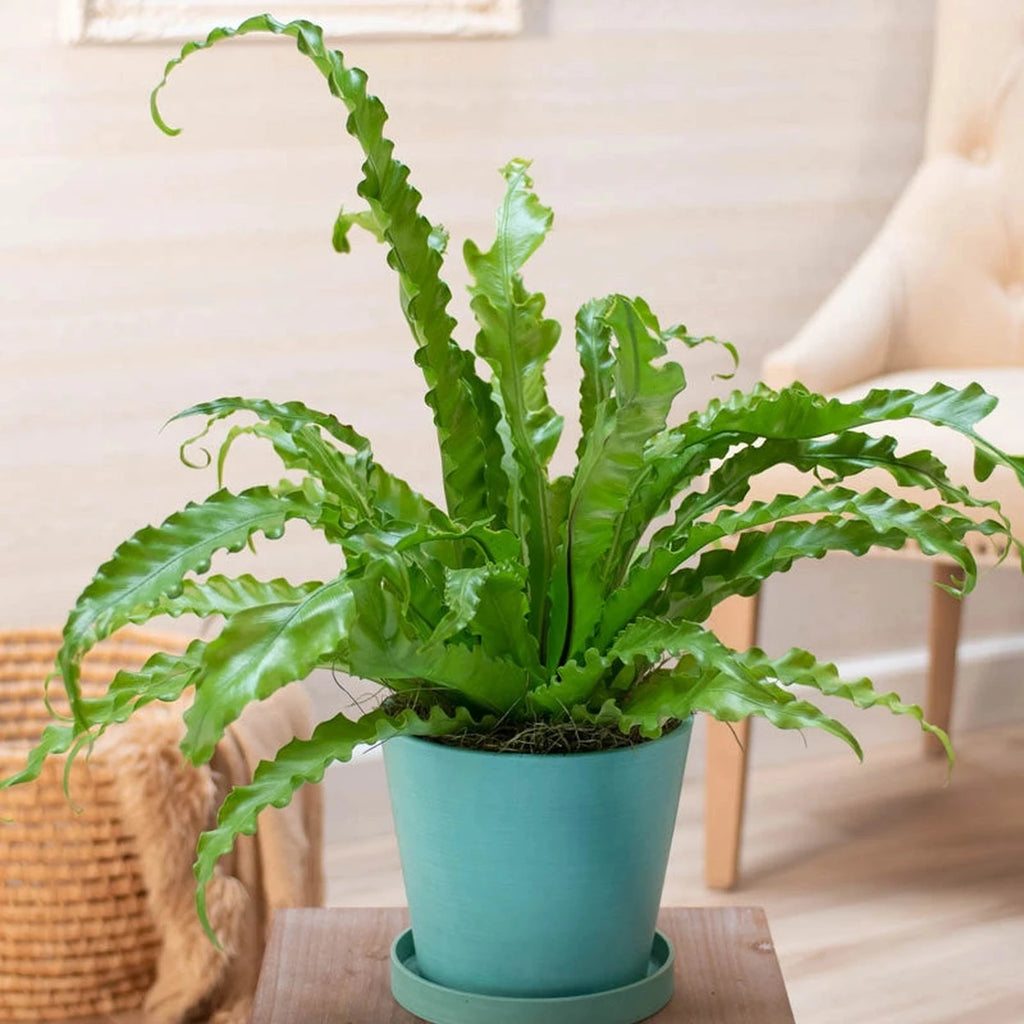bird nest fern ikea Victoria Bird's Nest Fern