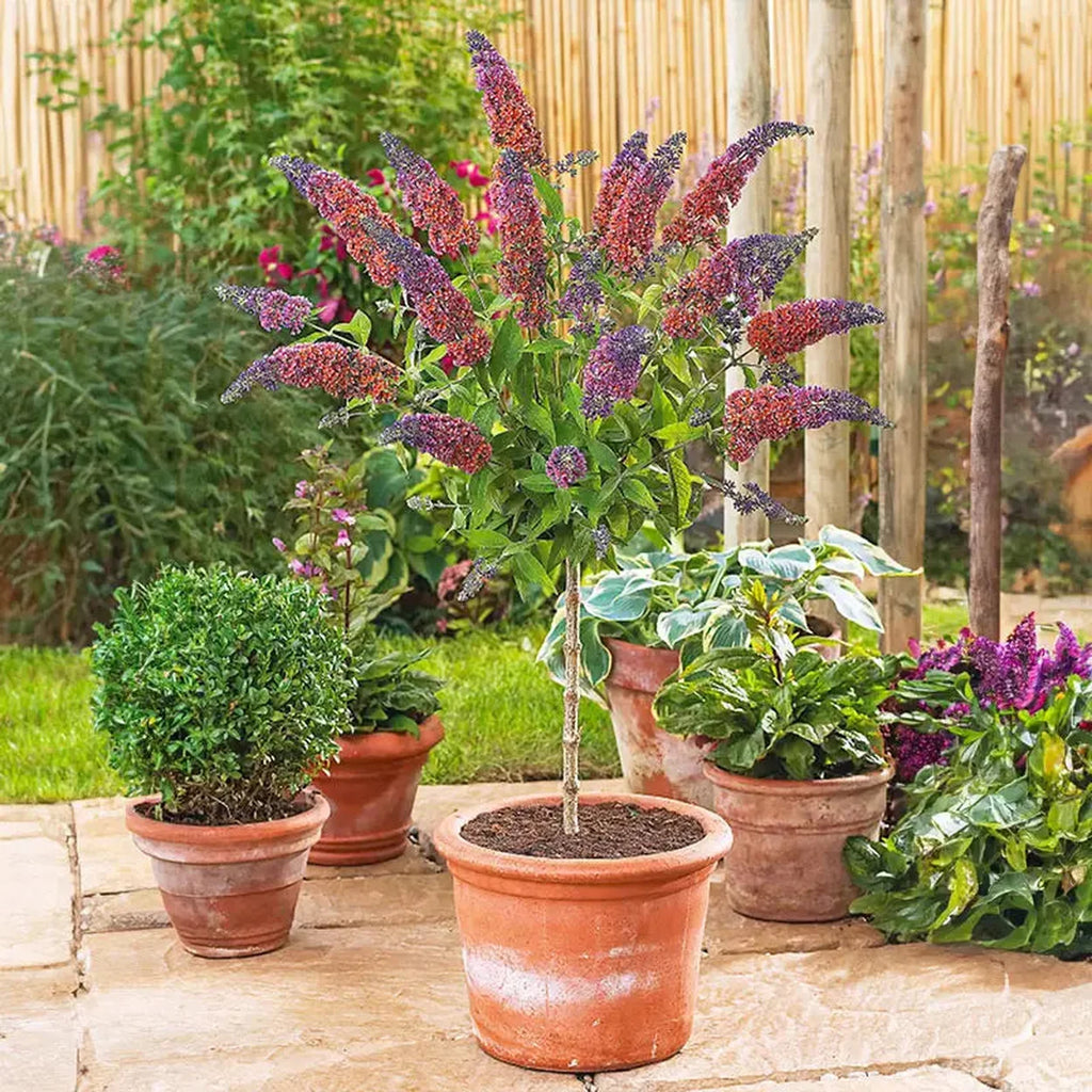 100 mixed colors butterfly bush buddleia davidii flower shrub seeds Kaleidoscope Butterfly Bush | Sun Perennials