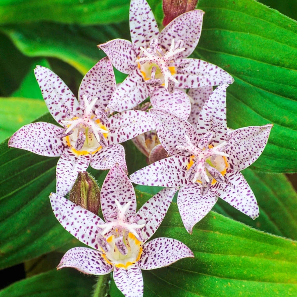 white toad lily Formosana Toad Lily