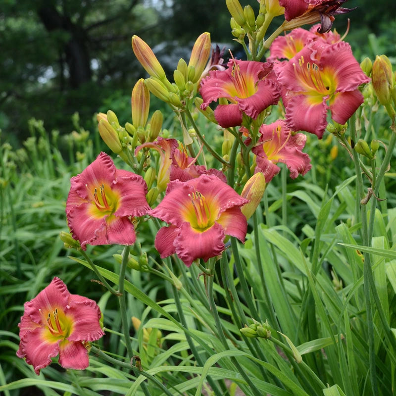 Earlybird Cardinal Reblooming Daylily Daylilies Breck's
