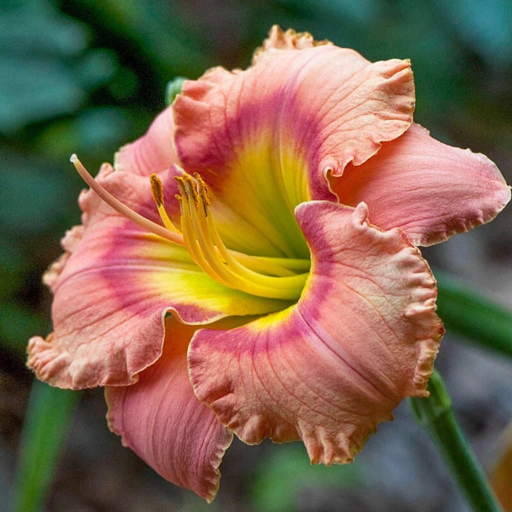 Elegant Candy Reblooming Daylily | Brecks.com
