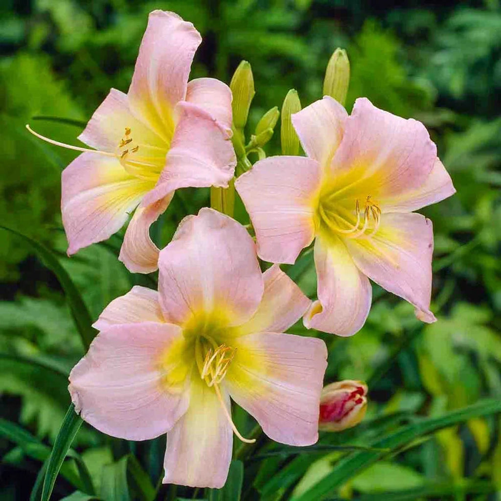 Catherine Woodbury Daylily