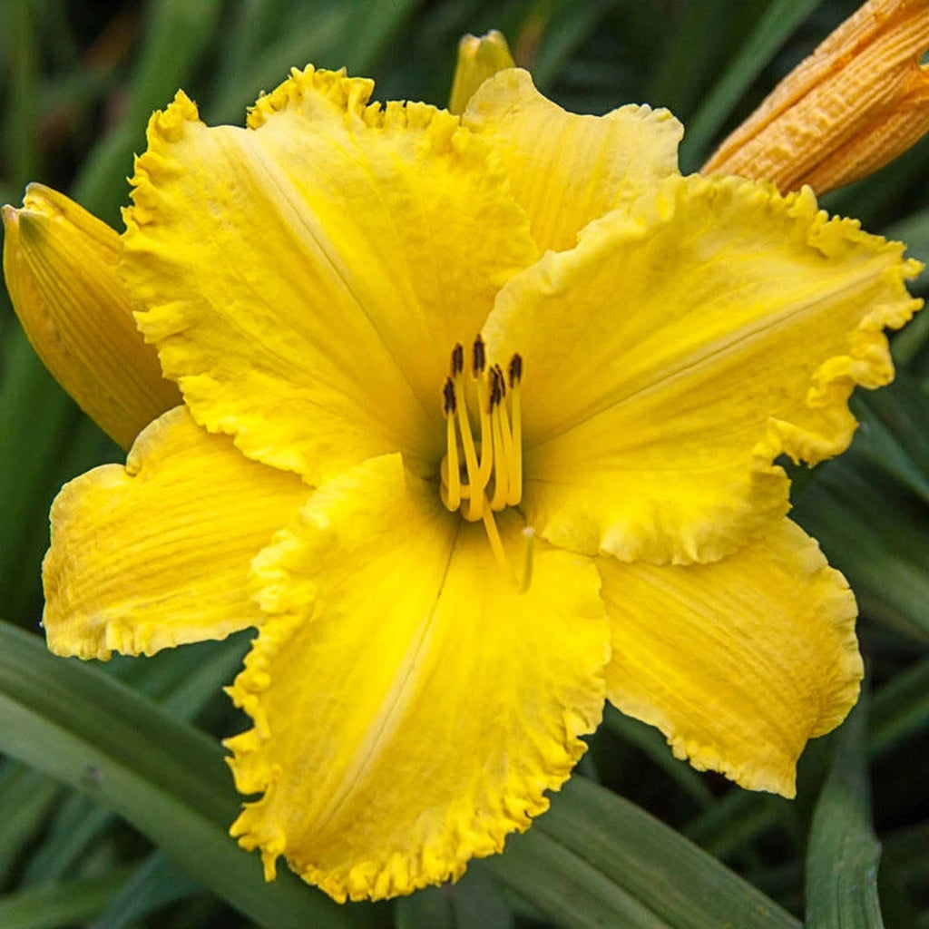 Buy Erin Lea Reblooming Daylily | Sun Perennials | Breck's