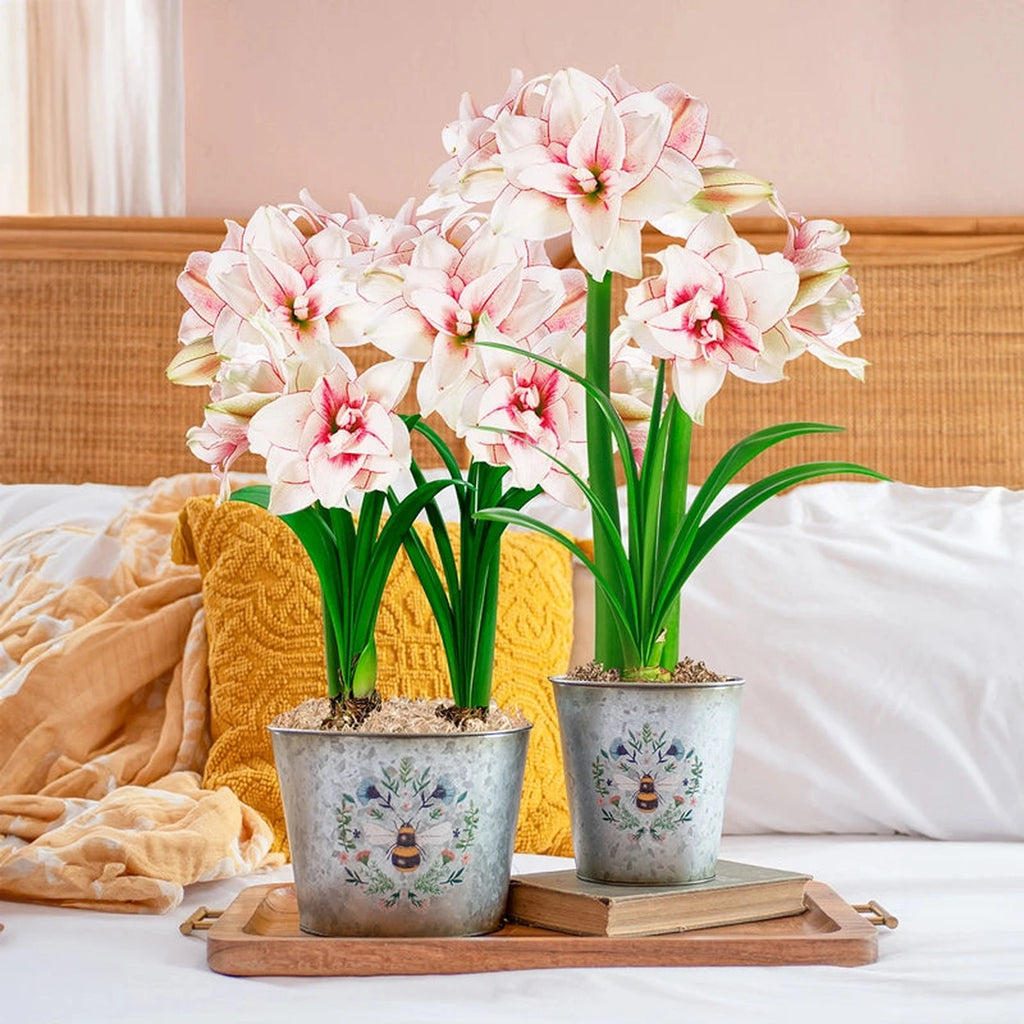 Bee Inspired featuring Elvas Amaryllis | Breck's Gifts