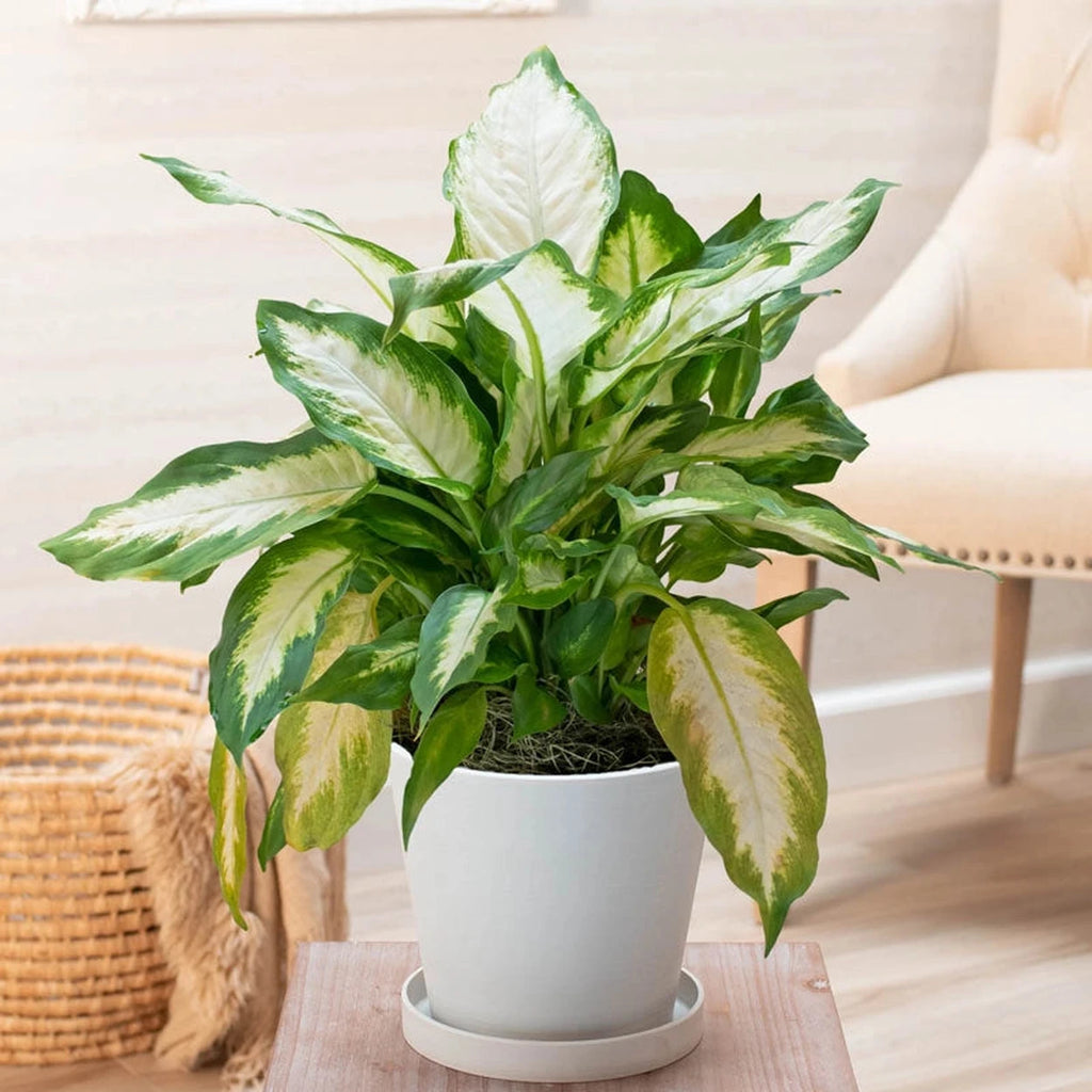 dieffenbachia house plant care Buy Dieffenbachia Compacta Online | House Plants