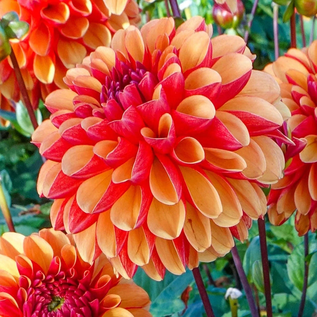 UNIQUE LIVING Kussen Dahlia paars 45x45 cm kopen UNIQUE LIVING Kussen Dahlia paars 45x45 cm kopen