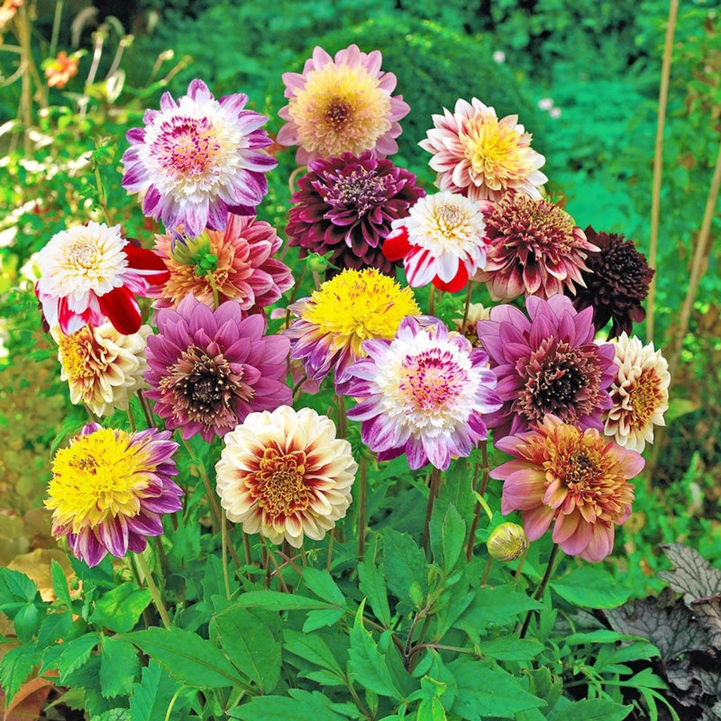 Shop Powder Puff Dahlia Mixture | Anemone Dahlia | Breck's