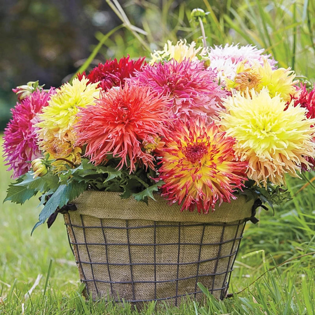 Buy Fimbriata Dahlia Mixture Online | Dahlia Blubs | Breck's