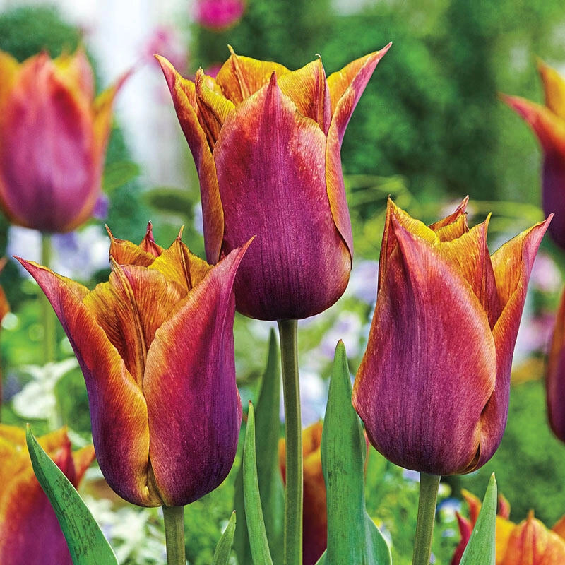 Shop Request Tulip Bulbs Online Single Tulips Breck's