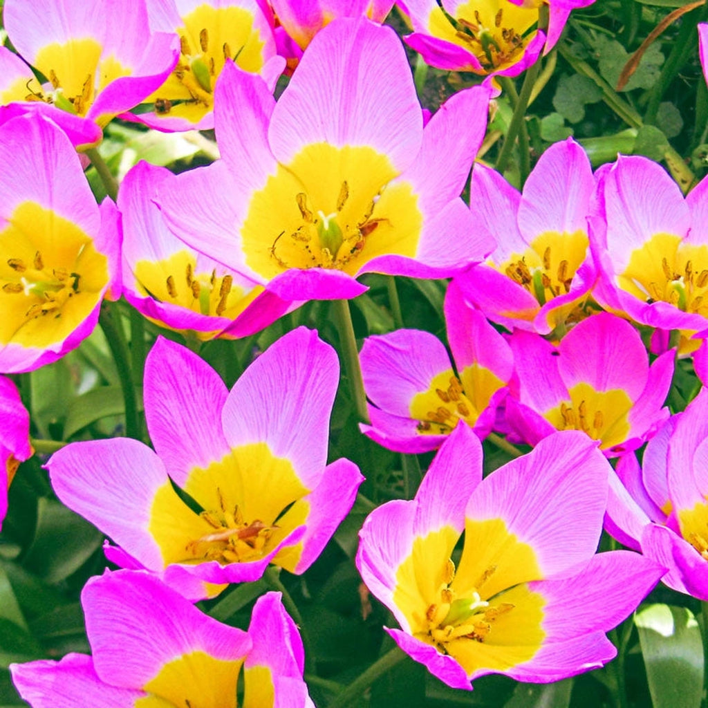 Buy Lilac Wonder Tulip Online | Spring Bulbs Sale | Breck's