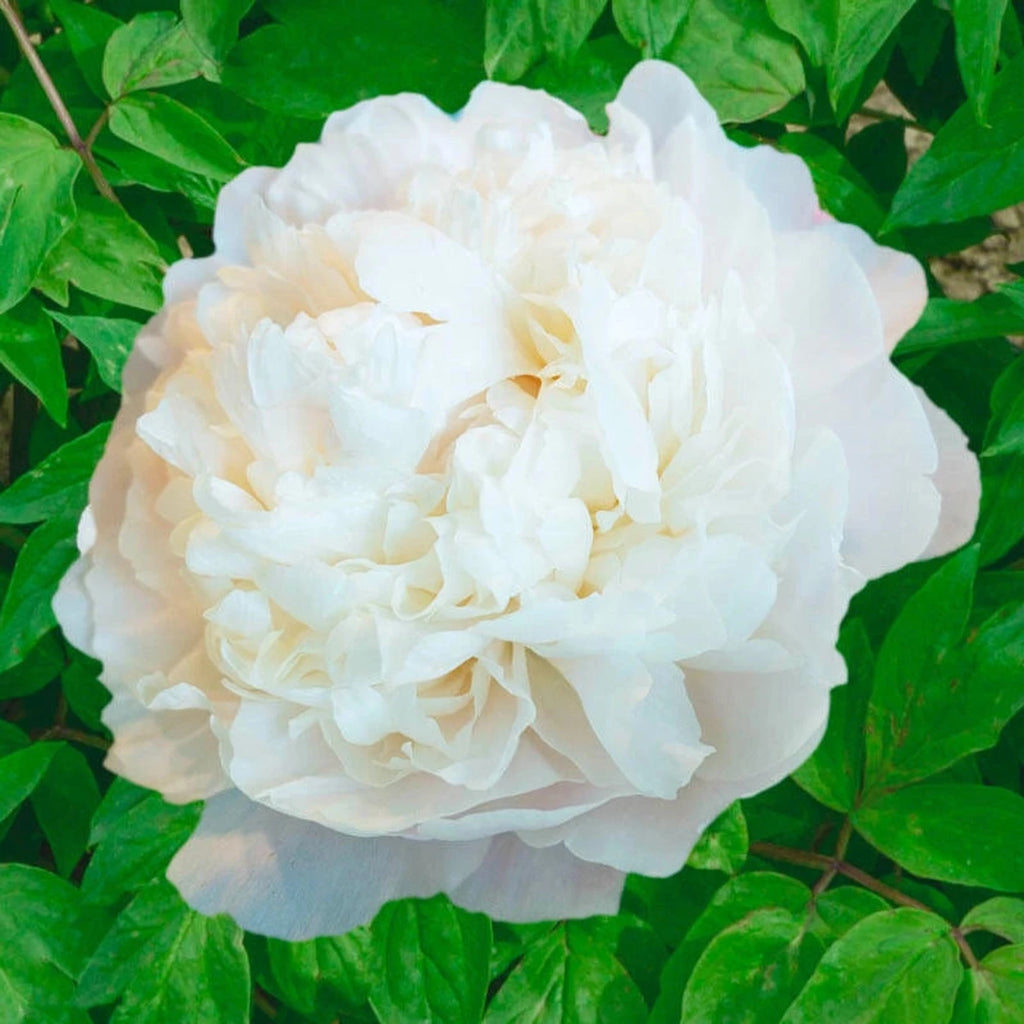 Buy Moon Over Barrington Peony Online | Wow Peonies | Breck's