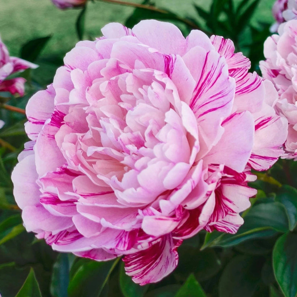 Peonyページ Buy Candy Stripe Peony Online | Tree Peonies Sale | Breck's
