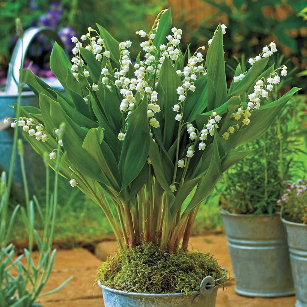 lily of the valley potted plant Giant Lily-of-the-Valley