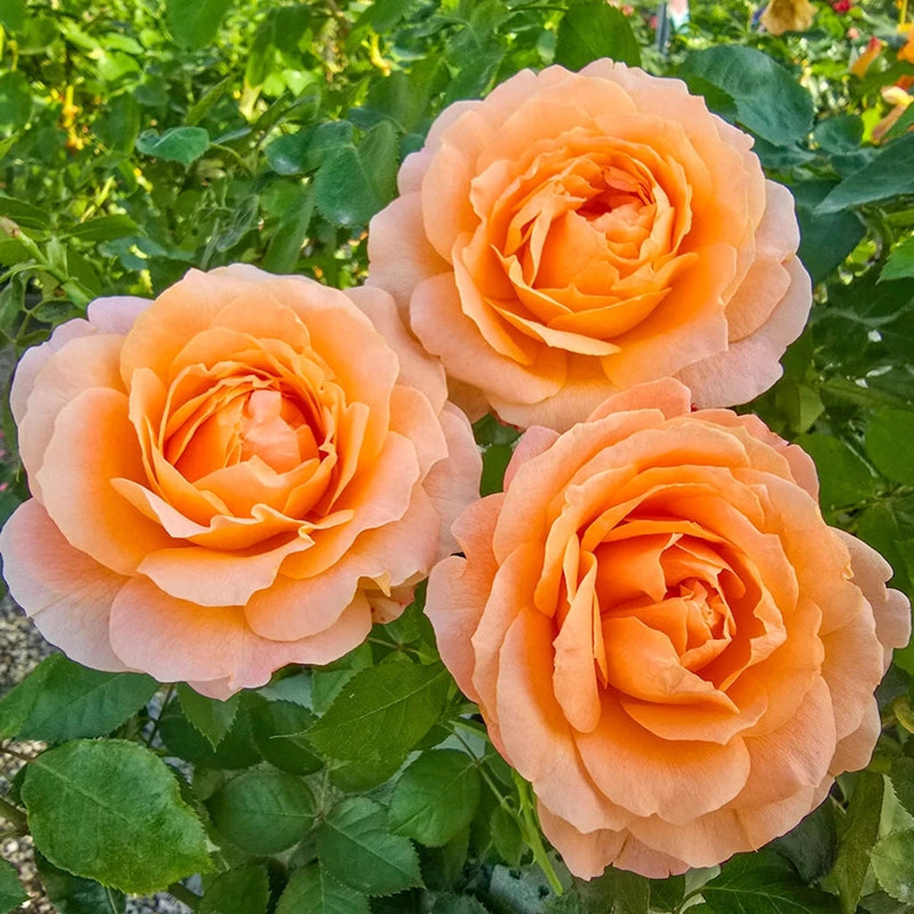 Forever Amber™ Floribunda Rose – Breck's