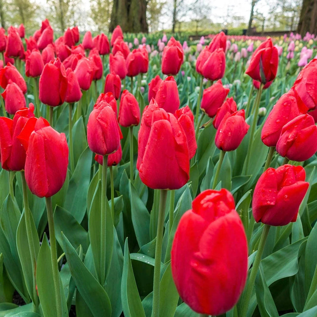 Buy Lalibela Tulip Mixture Super Sak | Flower Bulbs | Breck's