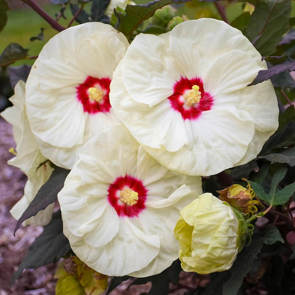 Shop French Vanilla Hibiscus | Sun Perennials | Breck's