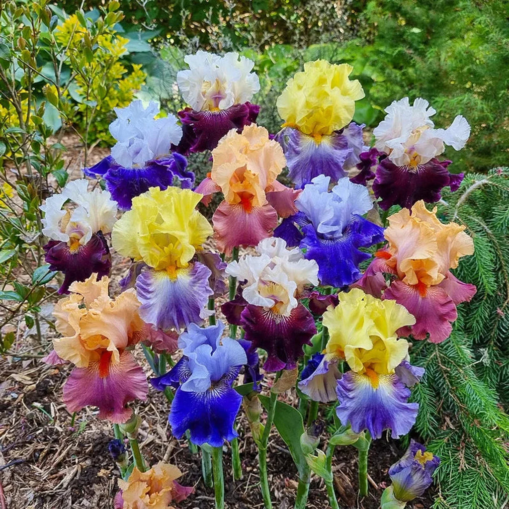 ② プリンセスカラー カラフル フラワーリース Buy Two Tone Bearded Iris Mixture | Sun Perennials | Breck's