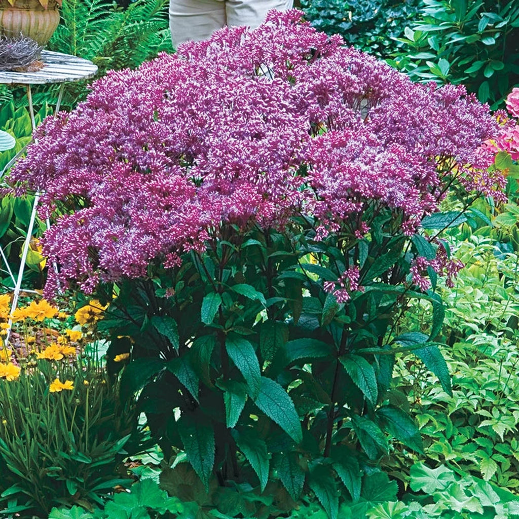 Flowerflower0214ページ Baby Joe Mistflower – Breck's