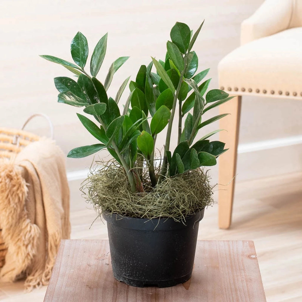 zz plant outside in summer ZZ Plant is tropical and exotic | Houseplants