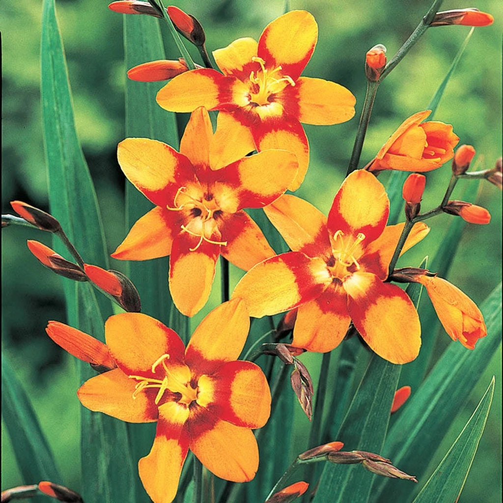 Buy Emily McKenzie Crocosmia