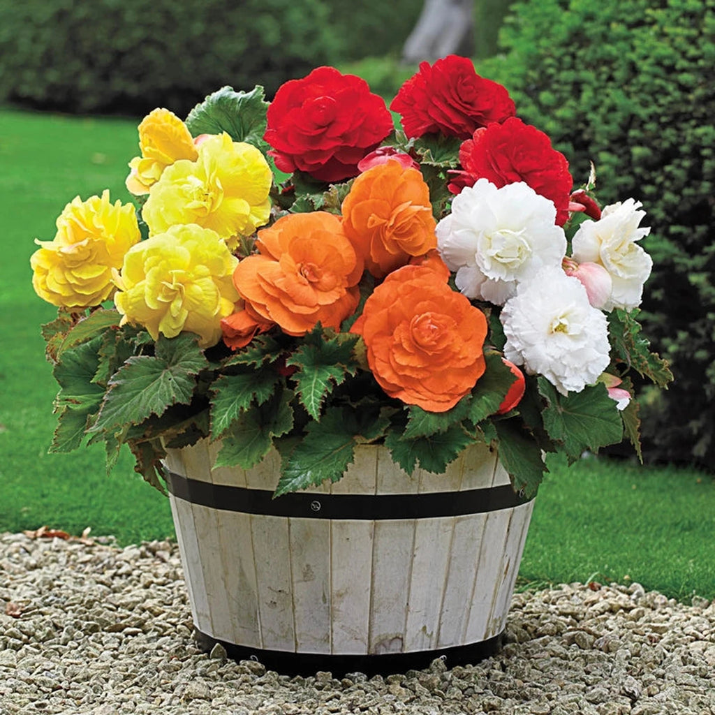 Begonia Superba Mixture Super Sak | Big Discount | Breck's