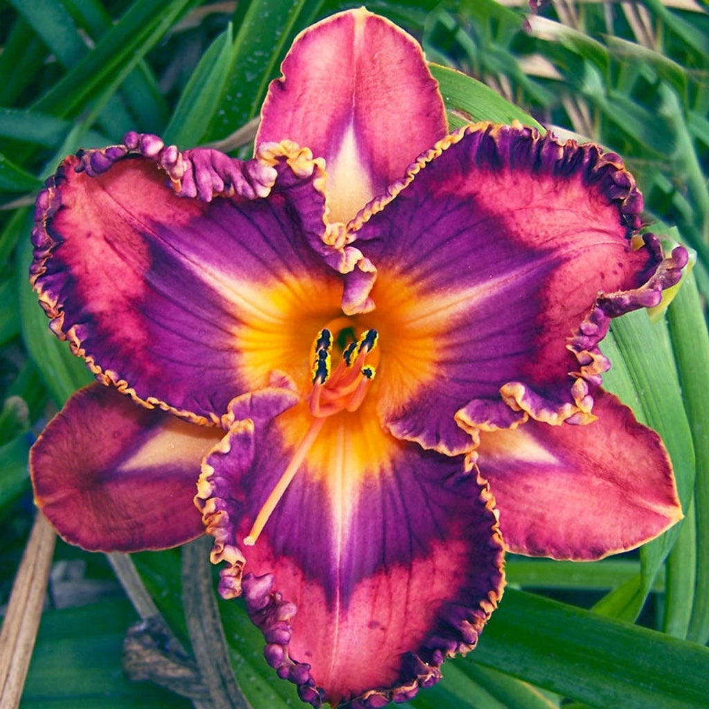 Buy Total Spectrum Daylily Online | Wow Daylilies | Breck's
