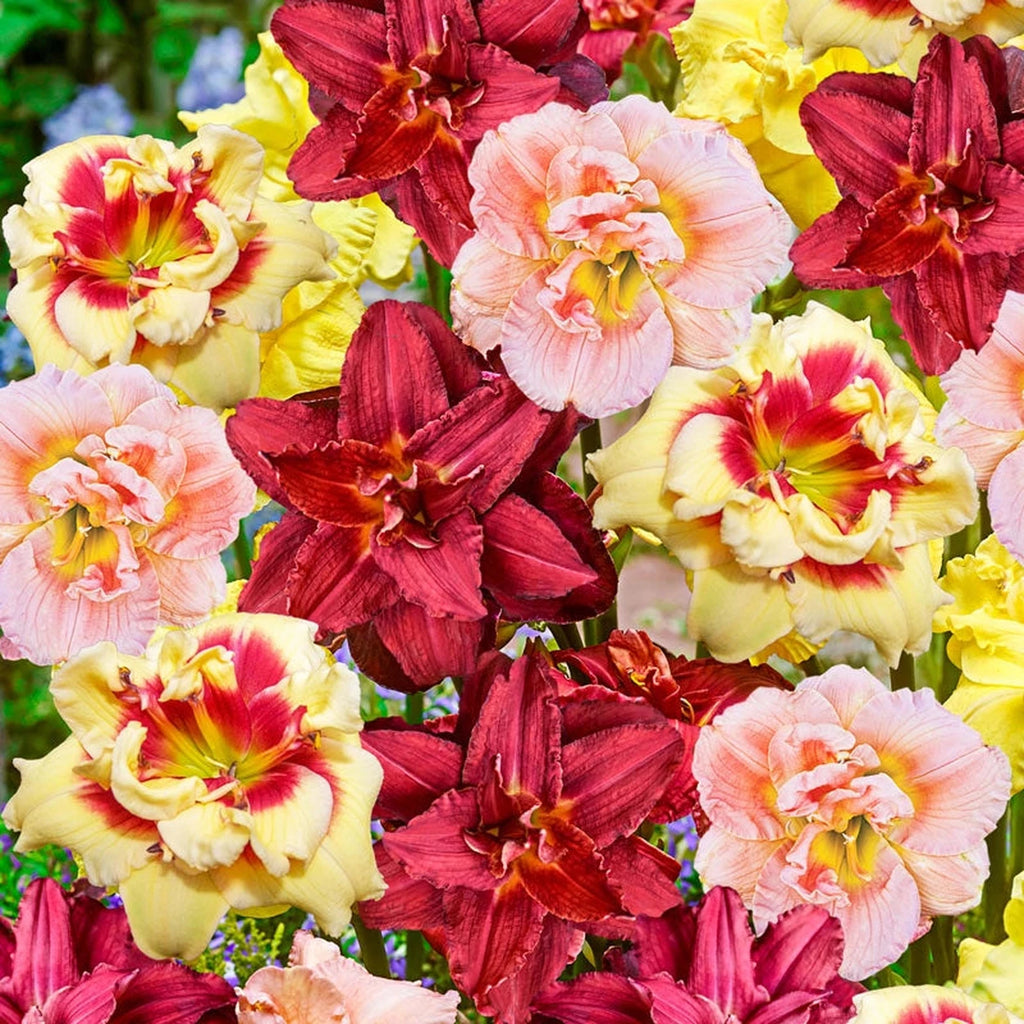Buy Double Daylily Mixture | Daylilies for Sale | Breck's