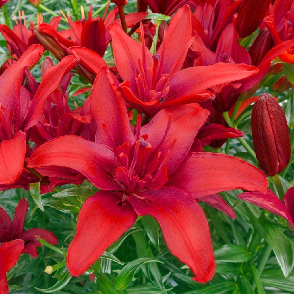 red twin asiatic lily Red Twin Asiatic Lily