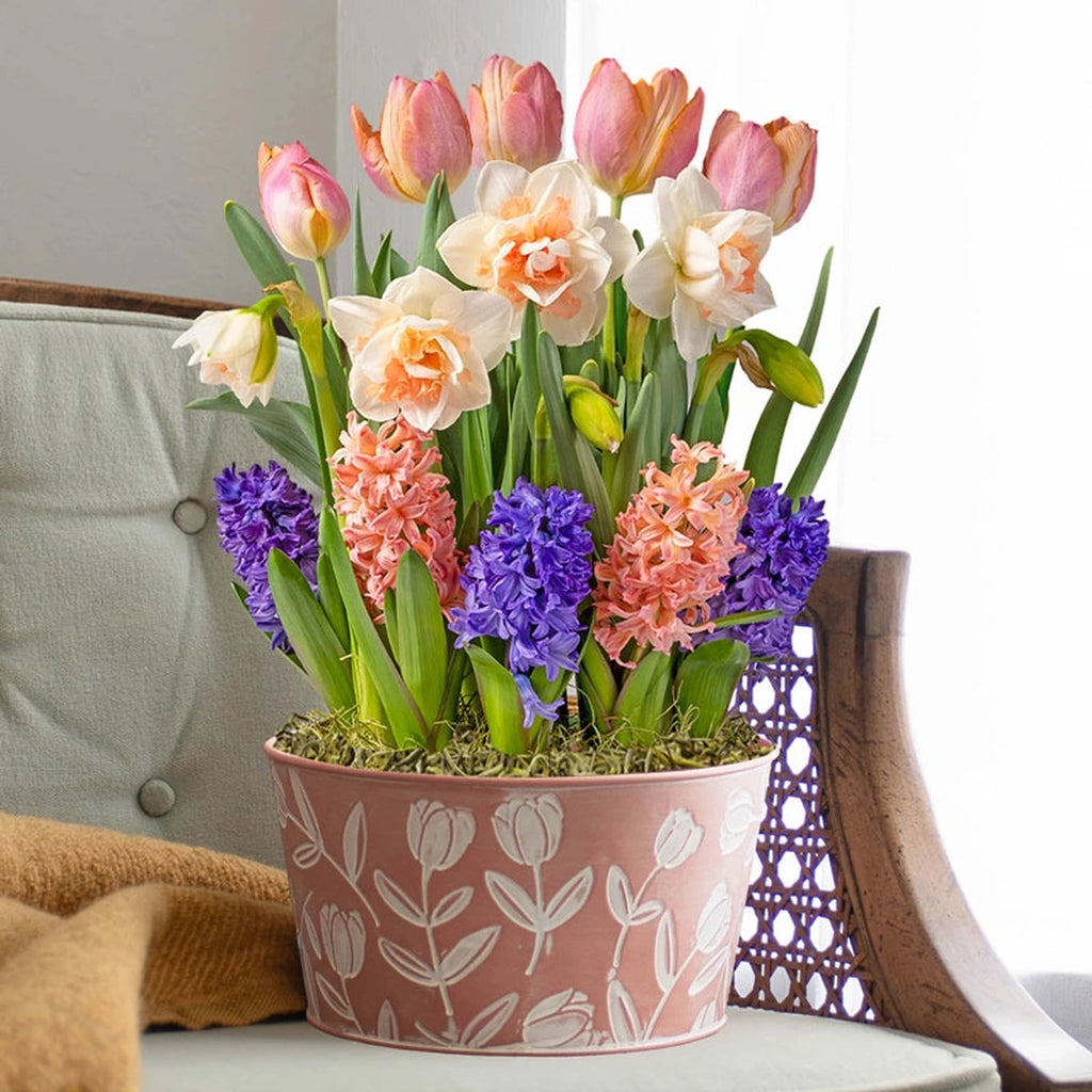potted bulb plants Just Peachy Fragrant Bulb Garden | Indoor Plants