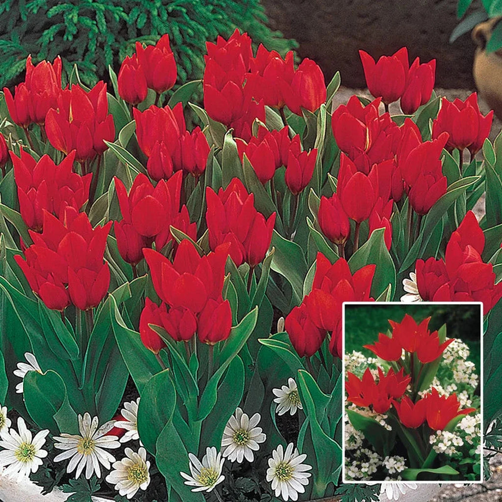 Buy Firespray Tulip Online | Tulip Bulbs for Sale | Breck's