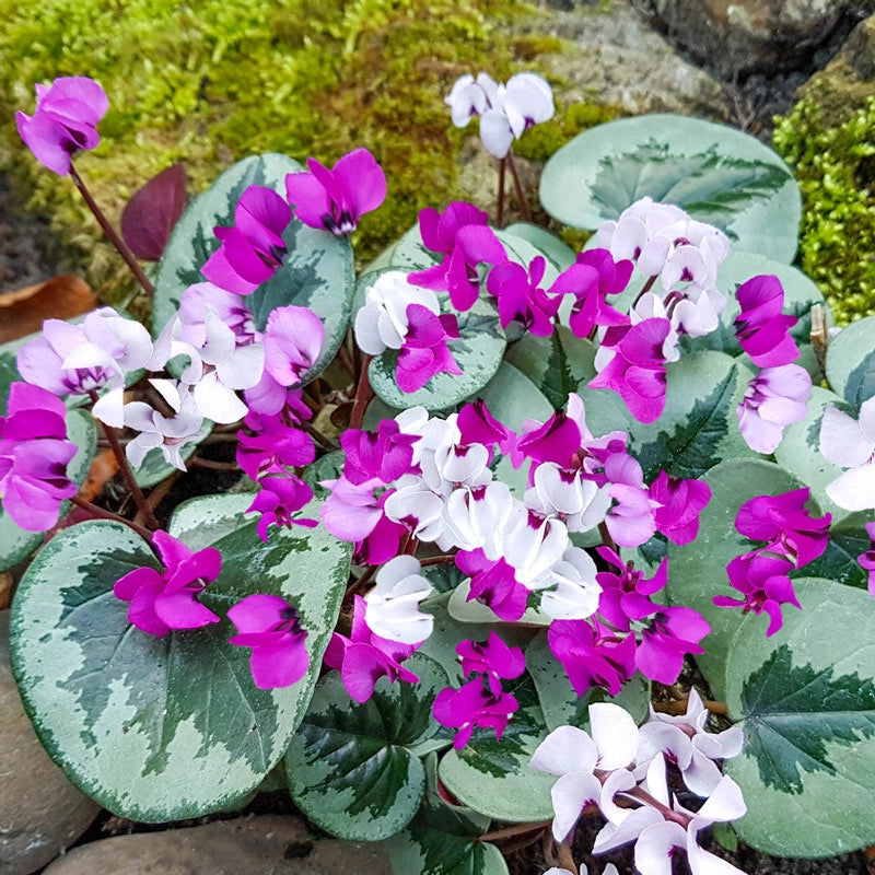 Christmas Tree Pattern Hardy Winter Blooming Cyclamen Breck's