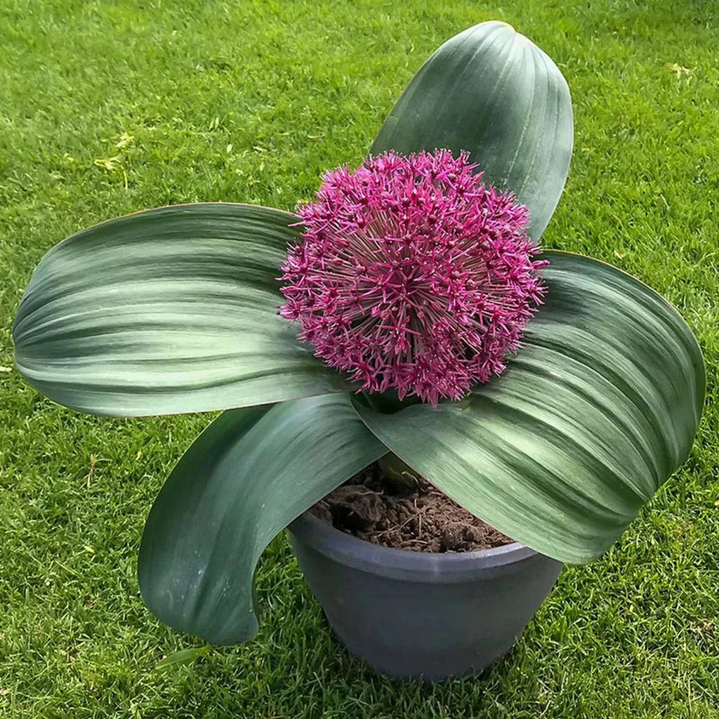 allium potted plant Buy Red Giant Allium Online | Spring Bulbs for Sale