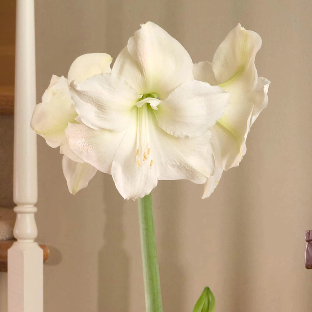 Mont Blanc Amaryllis Bulb