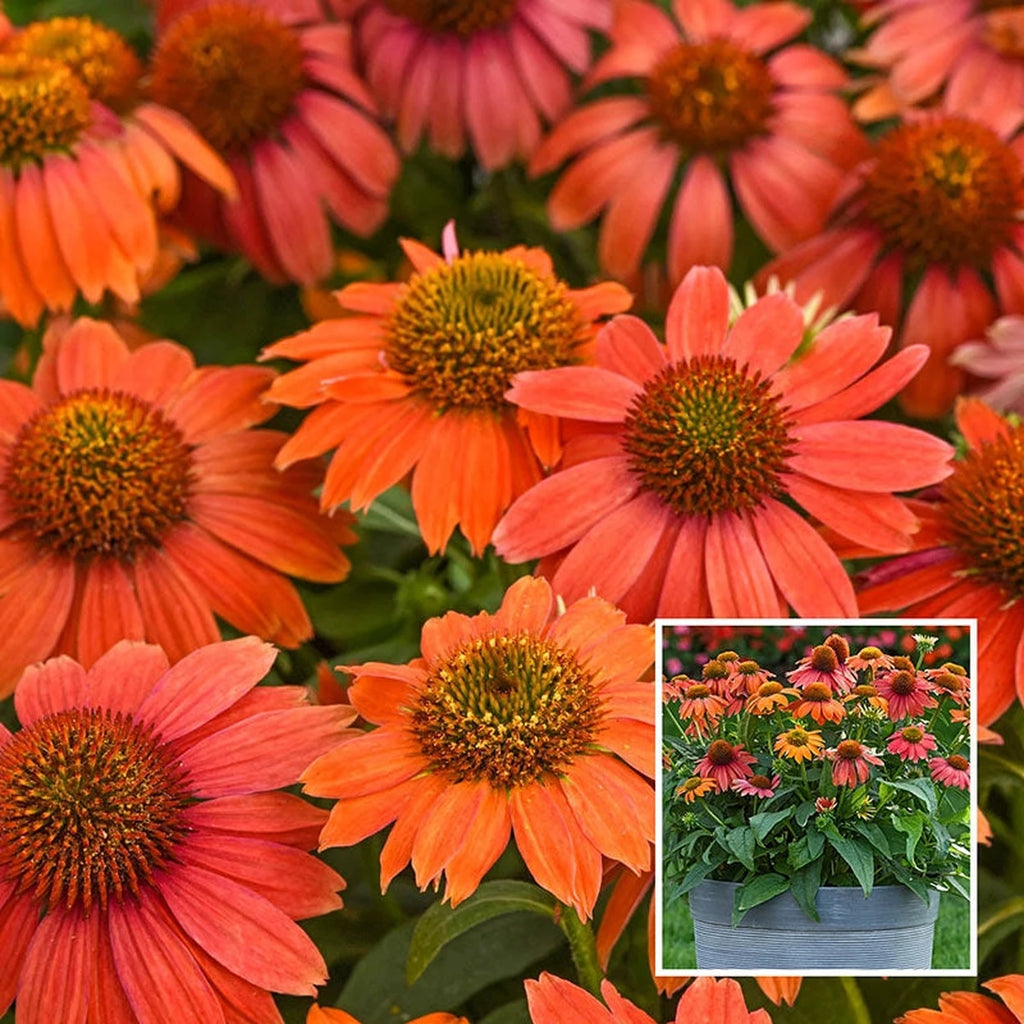 lakota fire echinacea seeds Lakota Red Coneflower