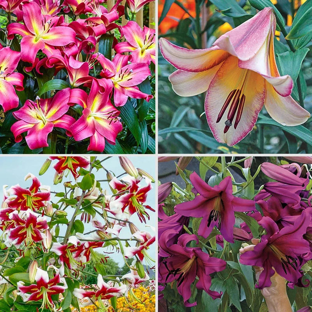 forest lily flower Fragrant Forest Lily Tree® Collection
