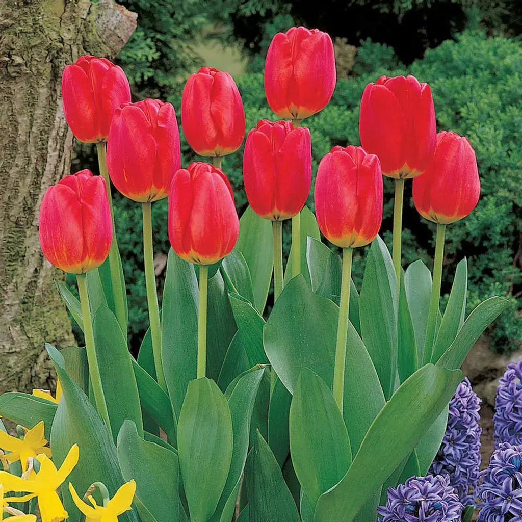 Shop Red Matador Jumbo Perennial Tulip | Breck's