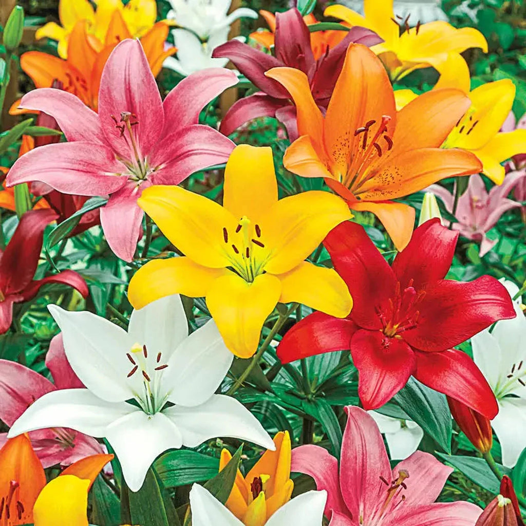 Asiatic Lily Mixture Super Sak | Breck's