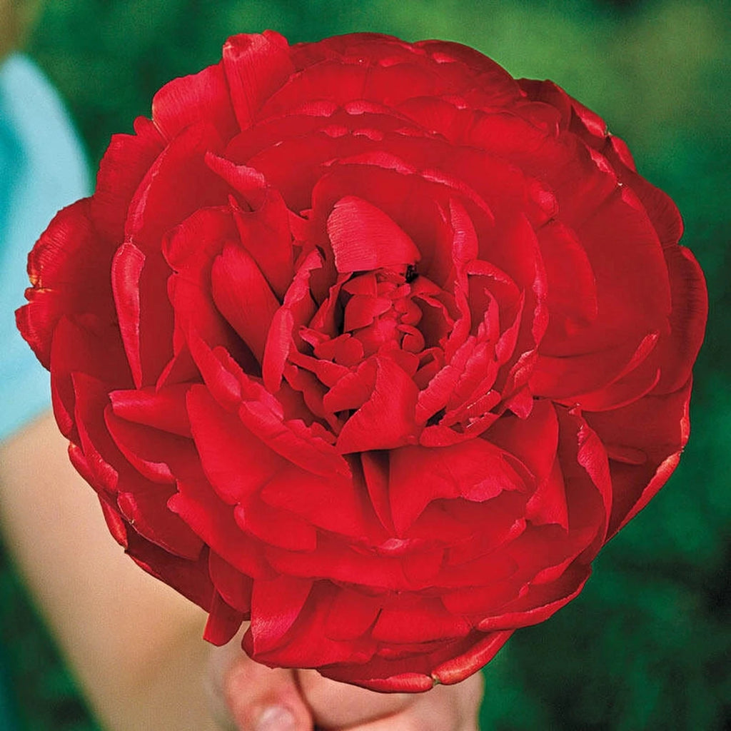 Shop Scarlet Majesty Tulip | Breck's