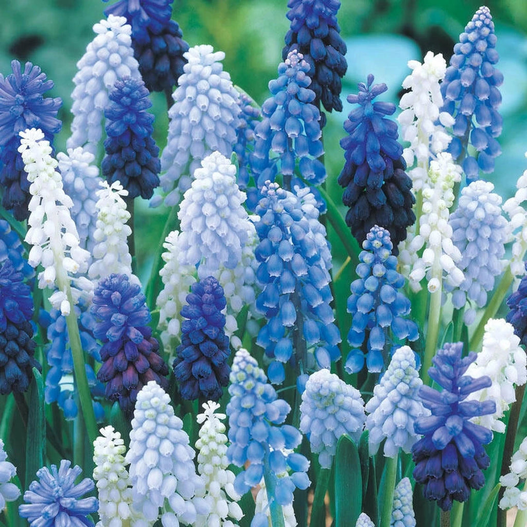 grape hyacinth herbicide Grape Hyacinth Mixture