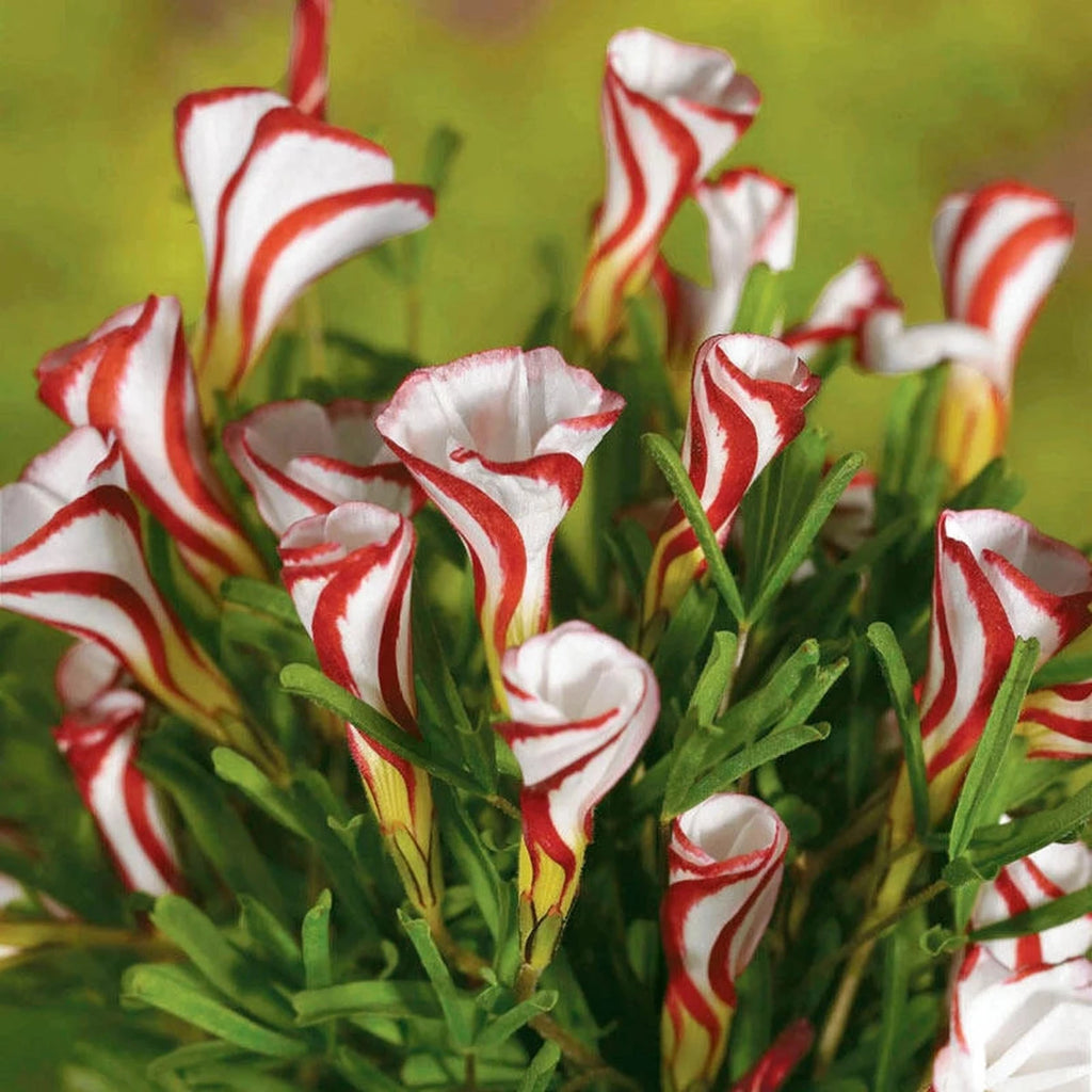 Shop Candycane Sorrel | Breck's