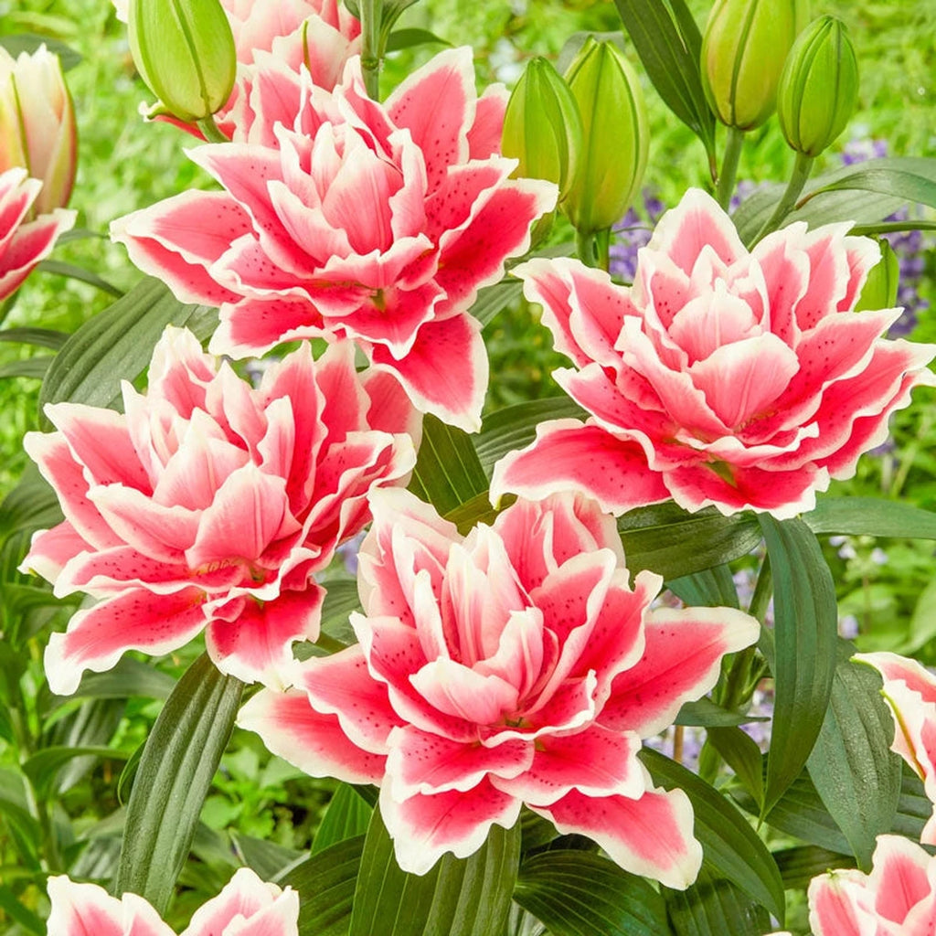 rose lily flower for sale Shop Samantha Roselily Online | Double Lily Bulbs